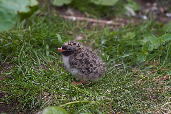 V14AN9  Arctic Tern Chick, Farne Islands, Northumberland, UK