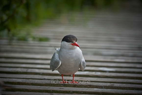 V14AN10  Arctic Tern, Farne Islands, Northumberland, UK