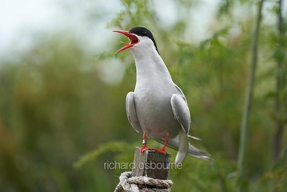 V14AN11  Arctic Tern, Farne Islands, Northumberland, UK