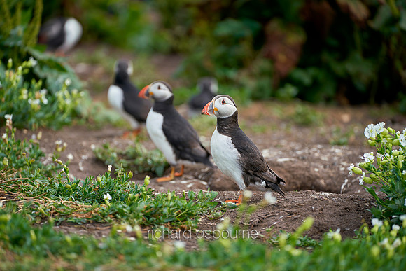 V14AN12  Atlantic Puffins, Farne Islands, Northumberland, UK