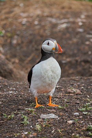 V14AN13  Atlantic Puffin, Farne Islands, Northumberland, UK
