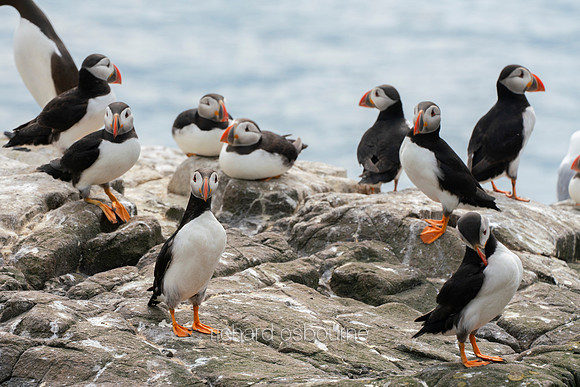 V14AN14  Atlantic Puffins, Farne Islands, Northumberland, UK