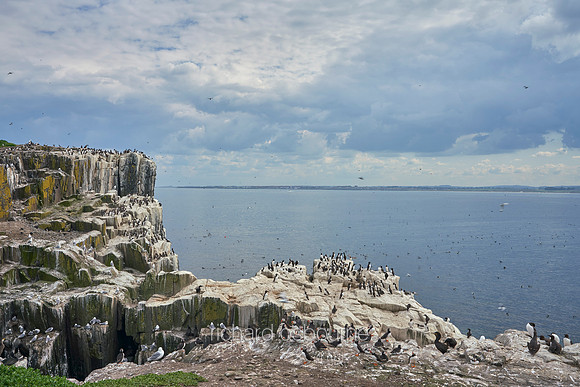 V14AN15  Seabird Colonies, Farne Islands, Northumberland, UK