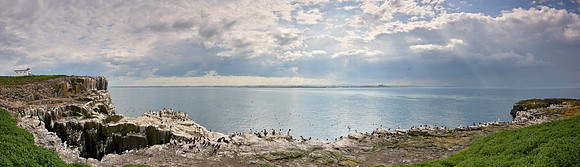 P4S8  Seabird Colonies, Farne Islands, Northumberland, UK