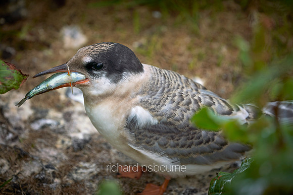 V14AN8  Young Arctic Tern With Sand Eel, Farne Islands, Northumberland, UK