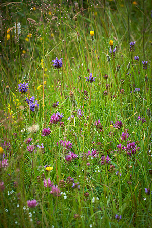V14W3  Wildflowers
