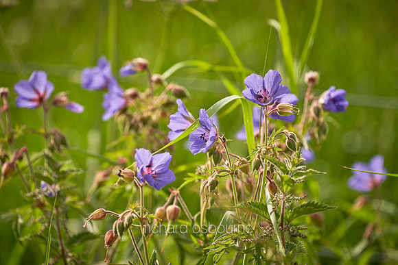 V14W4  Wild Cranesbill, UK