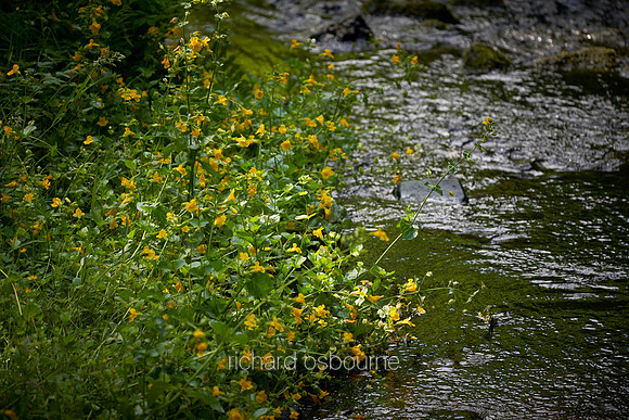 V14W6  Yellow Jewelweed, Northumberland National Park, UK