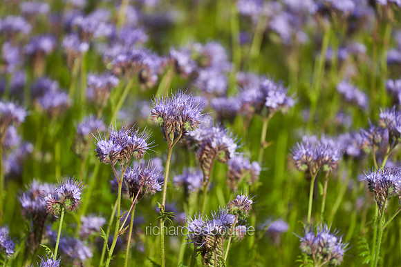 V14FL1  Phacelia Tanacetifolia Forage Flowers, Northumberland, UK