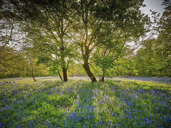 V14F1  Bluebells and Young Oaks, Hill House Wood, Essex