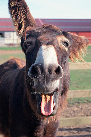 V12A10  Laughing Donkey