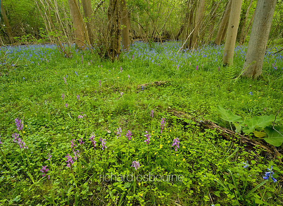 V5F18  Spring, Ashwellthorpe Lower Wood, Norfolk, UK