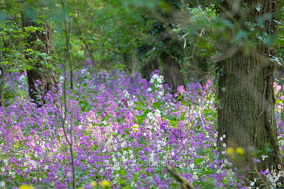 V5W2  Honesty Flowers, Elveden, Norfolk. UK