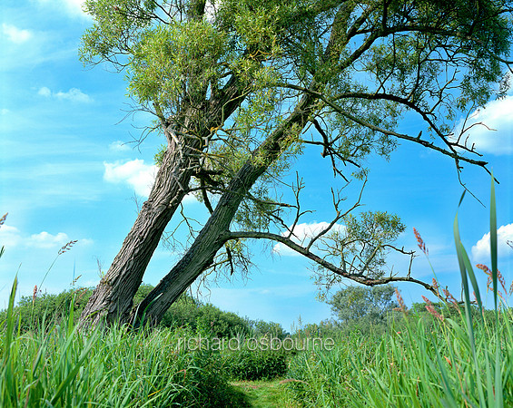 V1N2 Crack Willow, Ted Ellis Nature Reserve