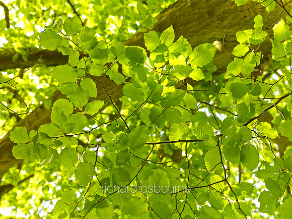 V8D1  Hornbeam in Spring, NWT Wayland Wood, Norfolk, UK