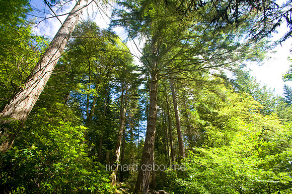 V2MT2 Queen Elizabeth Forest Park, Trossachs