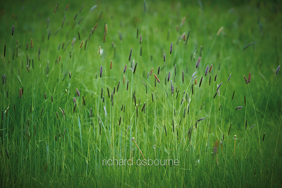 V14T144  Grasses