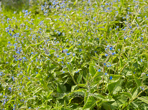 V8W26  Green Alkanet, Norfolk, UK