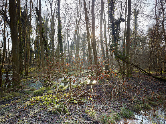 NWT Swangey Fen, Norfolk, UK