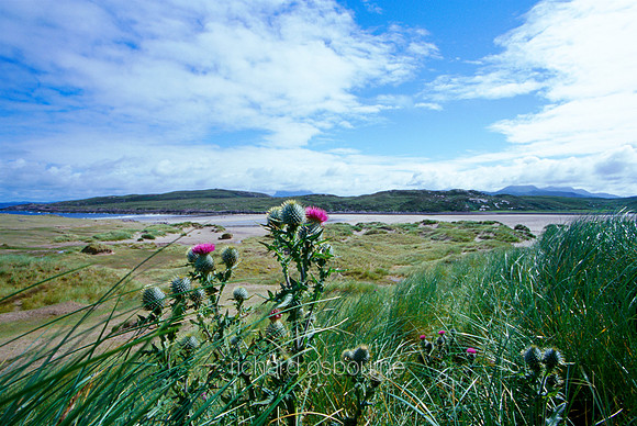 L1S13 Thistles, Coigach