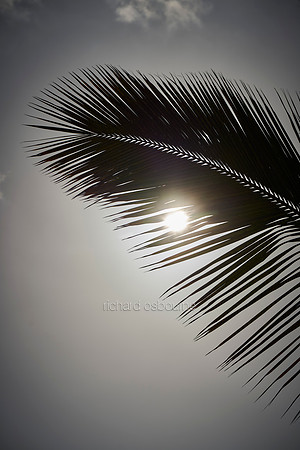 V18D1  Canarian Palm Tree, Tenerife, Spain