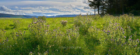 P4L29  Scottish Thistles, Coquetdale, Northumberland, UK