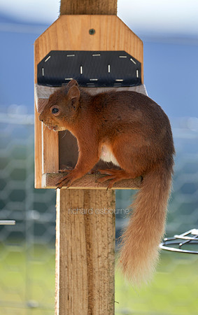 V15AN1  Young Female Red Squirrel, Northumberland