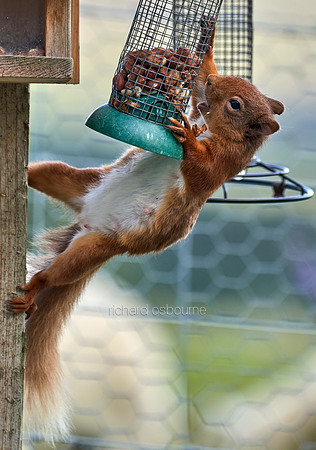 V15AN2  Young Female Red Squirrel, Northumberland