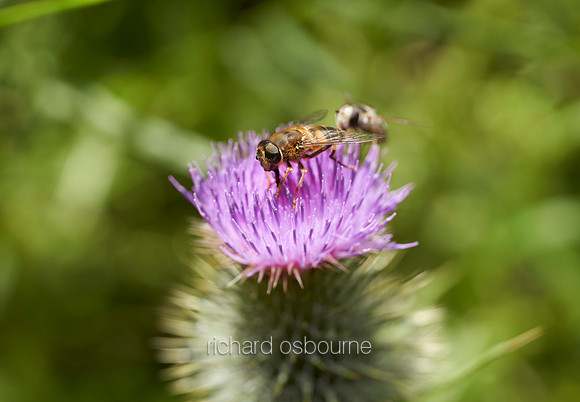 V15AN3  Hoverfly on Scottish Thistle