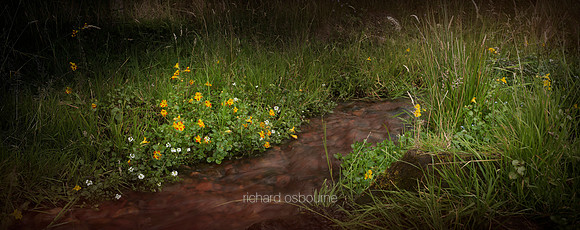 P4L30  Hybrid Monkeyflower, near The Lady's Well, Holystone, Northumberland, UK