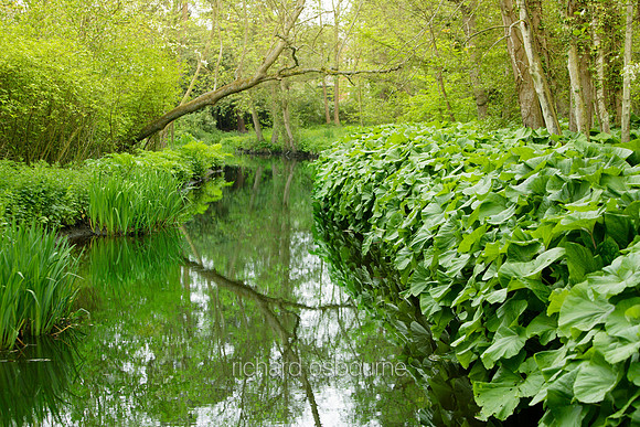 L1G20 Fairhaven Water Garden, Norfolk
