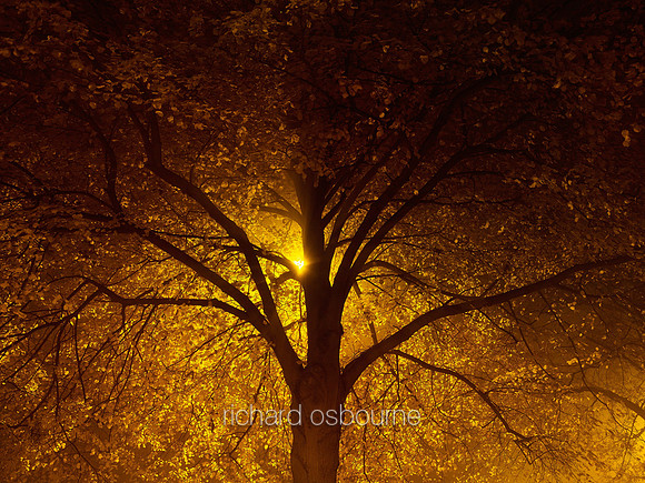 V6F25  Autumn Oaks, Ipswich Road, Norwich, UK
