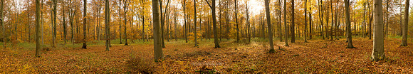 P1F9 Autumn Beeches I
