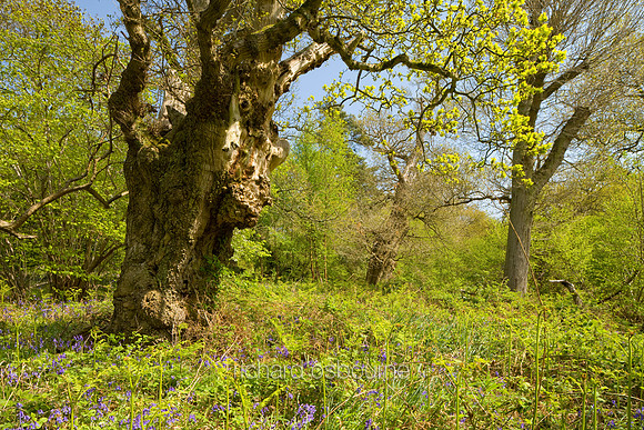 V4F10 Pollarded Oak I, Thursford Wood