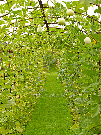 V8G2  Gourd Tunnel, Helmingham Hall Gardens, Suffolk, UK