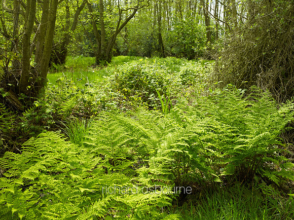 NWT Alderfen Broad, Norfolk, UK