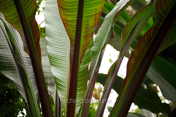 V5D33  Abyssinian Banana, Musa ensete