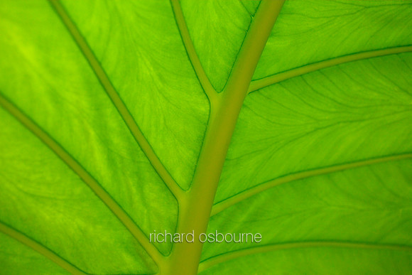 V5D42  Giant Taro, Alocasia macrorrhizos