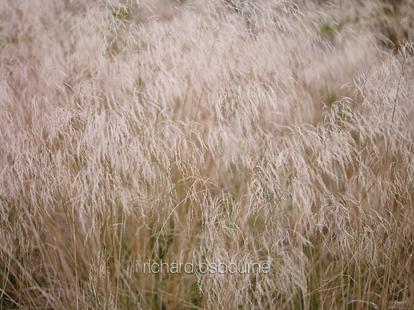 V6D54  Grasses