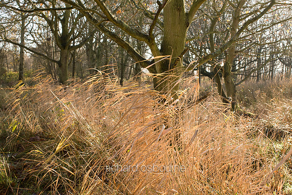 V3L34 Hickling Broad VI