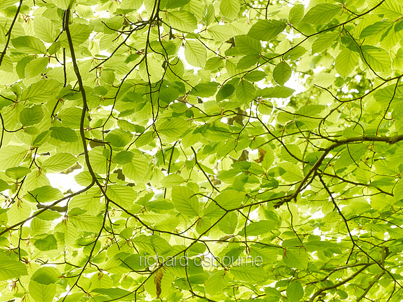 V8D14  Beech Tree Leaves in Spring