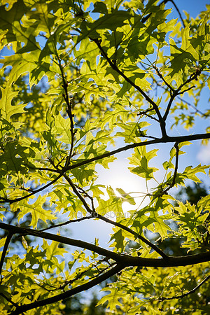 V15BL4  Oak Leaves in Spring