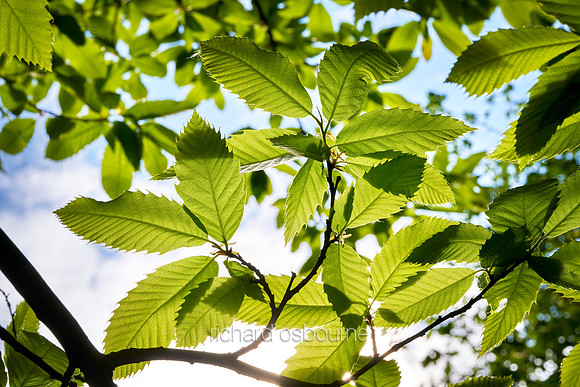 V15BL2  Hornbeam Leaves in Spring