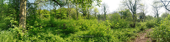 P2F13  NWT Honeypot Wood, Norfolk, UK