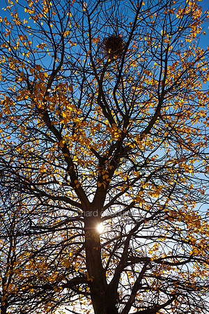 V7F42  Autumn Oak