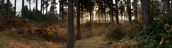 P1F13 Forest Dawn II