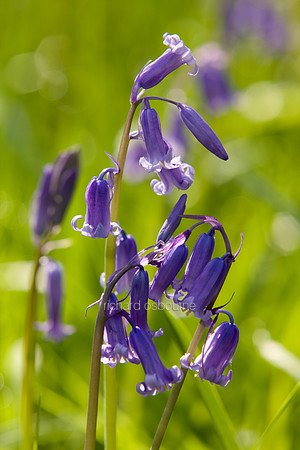 V3W30 Bluebells V