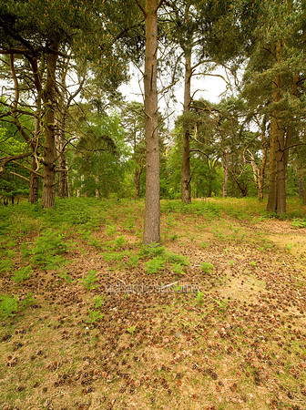 V5F19  Scots Pines, NWT East Wretham Heath, Norfolk, UK