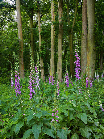 V8W30  Foxgloves, Norfolk, UK