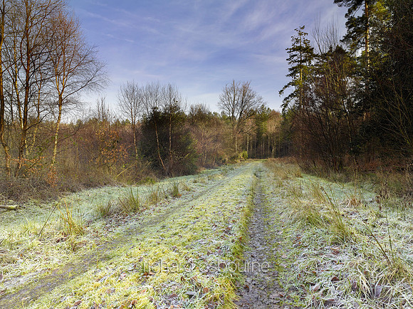 V8N13  NWT Bretts Wood, Norfolk, UK